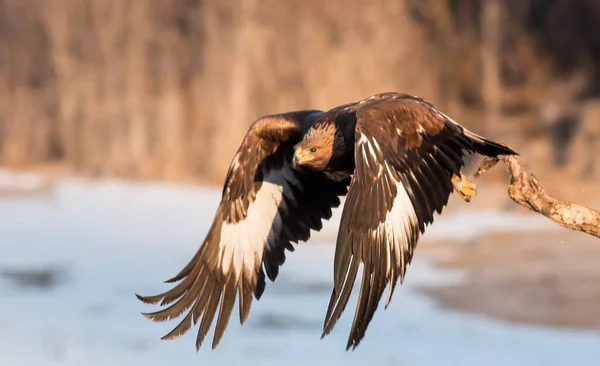 Flying Golden Eagle Open Wings — Stock Photo, Image