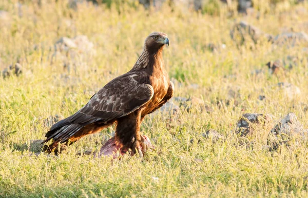 stock image A Golden Eagle sitting on the ground