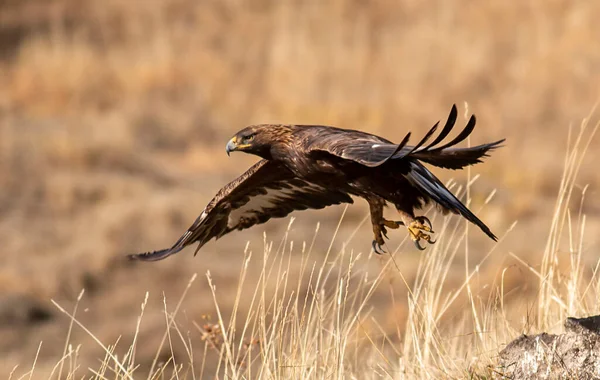 Flying Golden Eagle Met Open Vleugels — Stockfoto