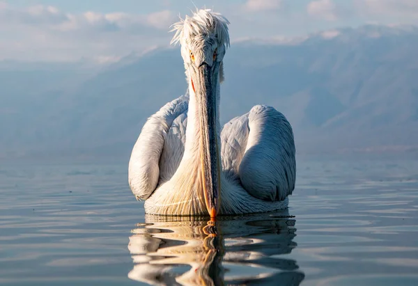 stock image Dalmatian Pelican in Lake Kerkini, Greece