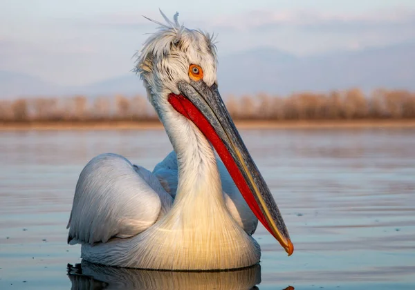 Dalmatische Pelikaan Lake Kerkini Griekenland — Stockfoto