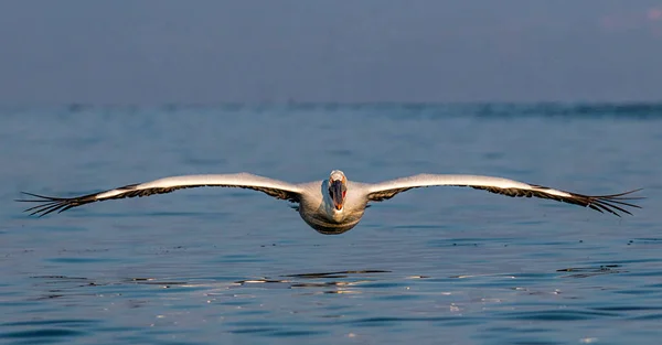Pélican Dalmate Volant Dans Lac Kerkini Grèce — Photo