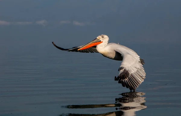 Pelicano Dálmata Voador Lake Kerkini Grécia — Fotografia de Stock