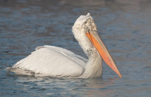 Dalmatische Pelikaan Lake Kerkini Griekenland — Stockfoto