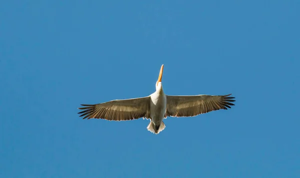 Flying Dalmatian Pelican Lake Kerkini Greece — Stock Photo, Image