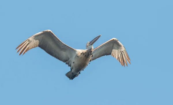 Pelicano Dálmata Voador Lake Kerkini Grécia — Fotografia de Stock
