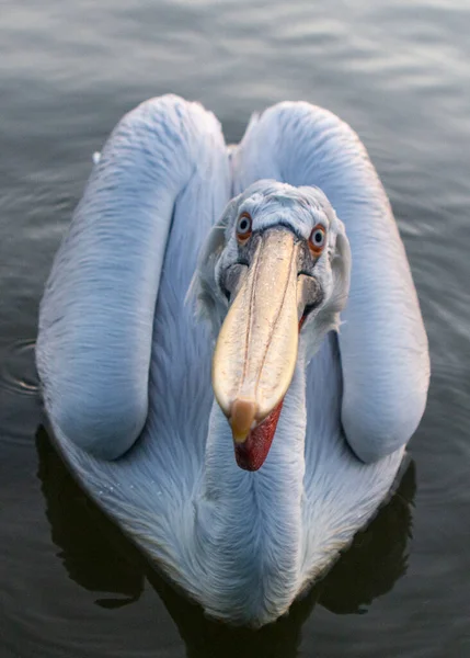 Dalmazia Pelican Nel Lago Kerkini Grecia — Foto Stock