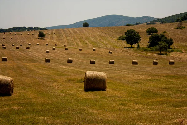 stock image Round bales of straw rolled up on field against blue sky, autumnal harvest scenery