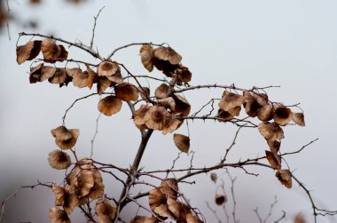 Kudüs Dikeni Sonbahar meyveleri