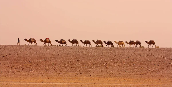 Camel Caravan Sahara Desert — Stock Photo, Image