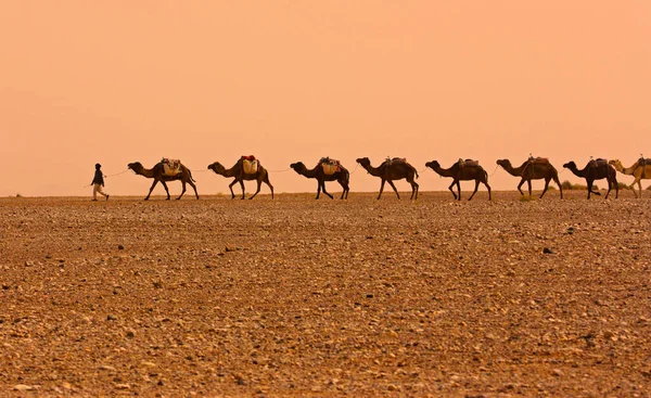 Teve Karaván Szaharai Sivatagban — Stock Fotó
