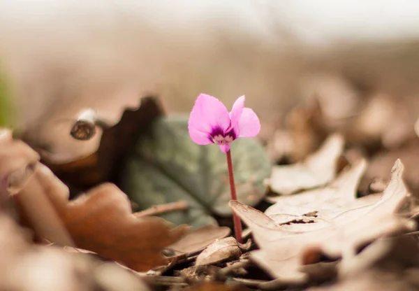Φθινοπωρινή Ροή Crocus Λουλούδι Στο Δάσος — Φωτογραφία Αρχείου