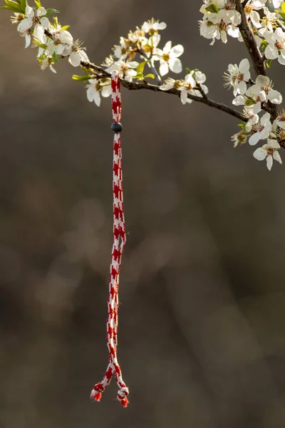 Bulgaro Martenitsa Segno Primavera Sul Ramo Albero Vacanza Cartolina Sfondo — Foto Stock
