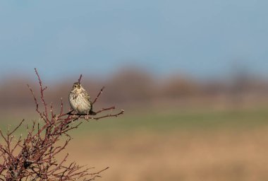 Corn Bunting (Miliaria calandra)