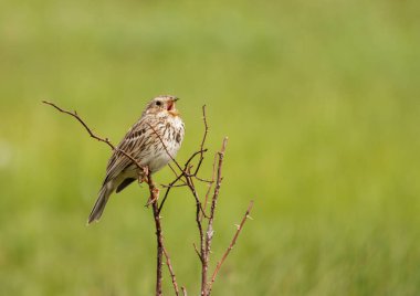 Mısır Bunting (Miliaria calandra)