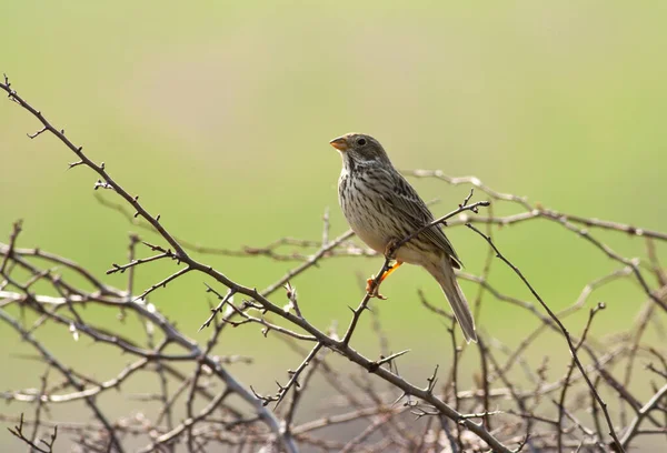 stock image Corn Bunting (Miliaria calandra)