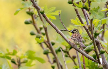 Cirl Bunting (Emberiza Cirlus) sopa üzerinde şarkı söylüyor