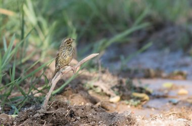 Sarı Çekiç (Emberiza citrinela) portresi