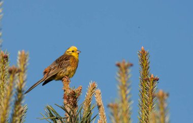 Sarı Çekiç (Emberiza citrinela) portresi