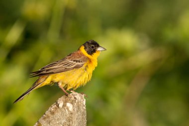 Siyah başlı Bunting (Emberiza melanocephala)