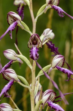 Lizard Orchid (Himantoglossum jankae) in natural habitat clipart