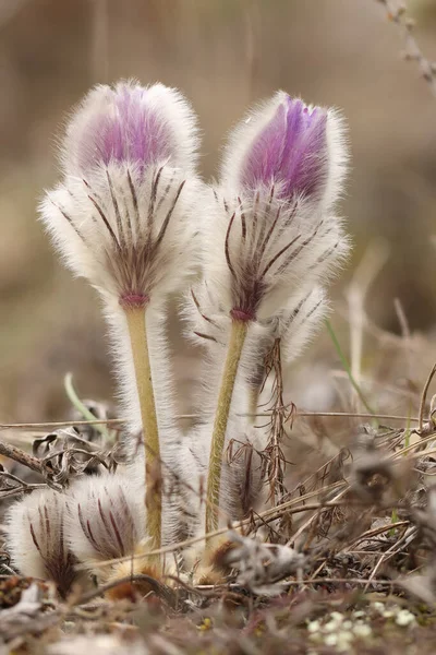 stock image Pasque Flower Pulsatilla slavjankae in the begging of flowering