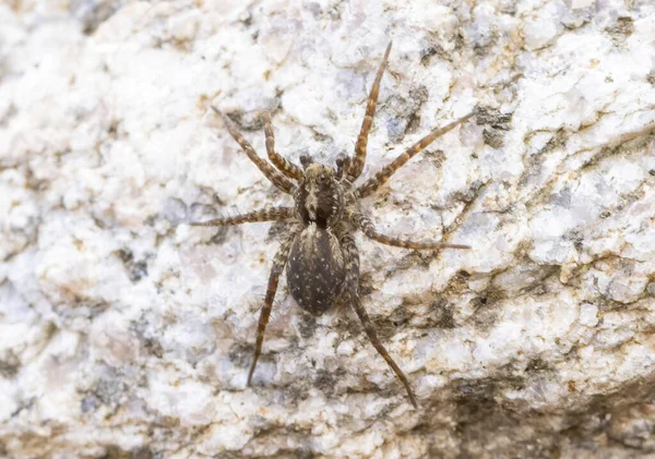 Zvědavý Skákání Pavouk Zblízka — Stock fotografie