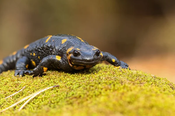 Macro picture of Fire Salamander