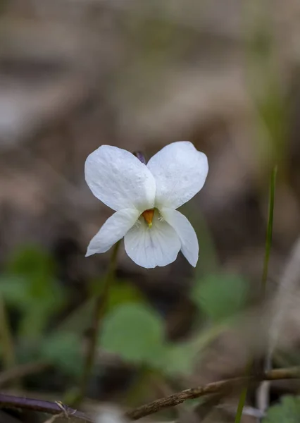 Heartsease Viola Tricolor Bloei — Stockfoto