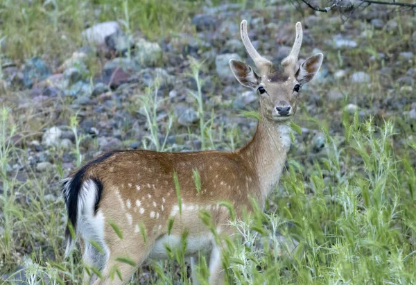 Roe Deer Kijken Camera — Stockfoto
