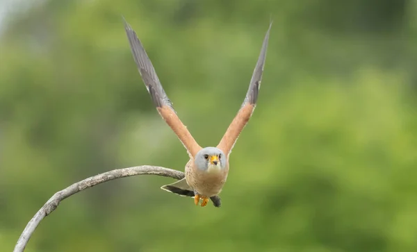 Kleine Mannetjesestrel Die Verschillende Soorten Voedsel Insecten Muizen Woelmuizen Voor — Stockfoto