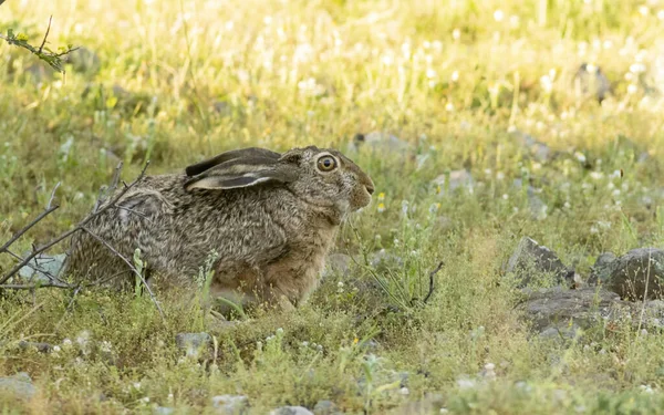 European Hare Hiding Grass Stock Photo