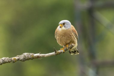 Yuvadaki bebek için farklı yiyecekler getiren daha küçük erkek kerkenez (böcekler, fareler, tarla fareleri)