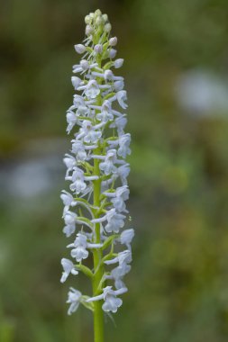 Fragrant Orchid (Gymnadenia conopsea) in natural habitat clipart