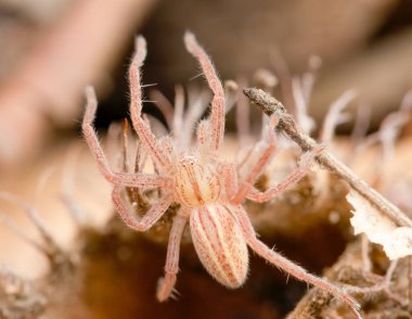 White Crab Spider (Thomisus onustus) clipart