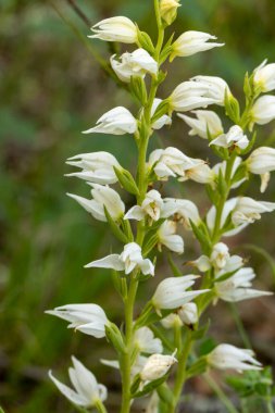 Doğu Kukuletalı Helleborin (Cephalanthera epipactoides)