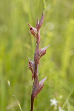 Ploughshare Orkidesi (Serapias vomeracea) doğal ortamında