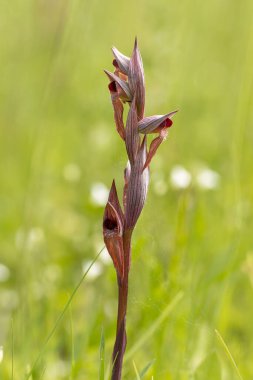 Ploughshare Orkidesi (Serapias vomeracea) doğal ortamında