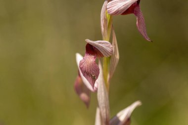 Ploughshare Orkidesi (Serapias vomeracea) doğal ortamında