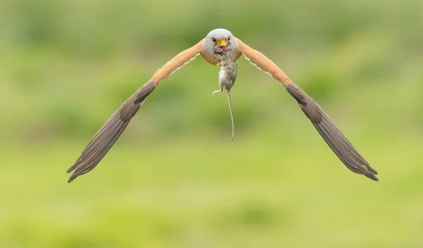 Αρσενικό Μικρότερο Kestrel Φέρνει Διαφορετικές Τροφές Έντομα Ποντίκια Τόμοι Για — Φωτογραφία Αρχείου