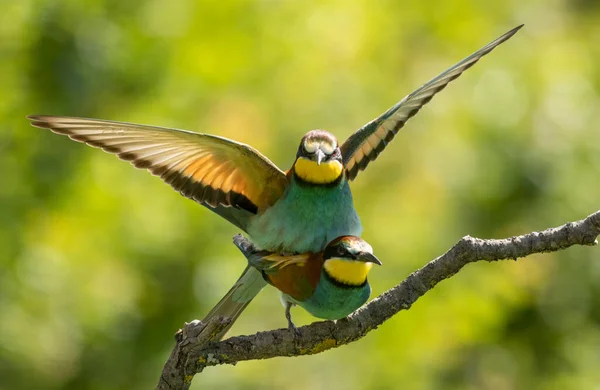 Comedor Abelhas Comum Dos Pássaros Mais Bonitos Europa — Fotografia de Stock