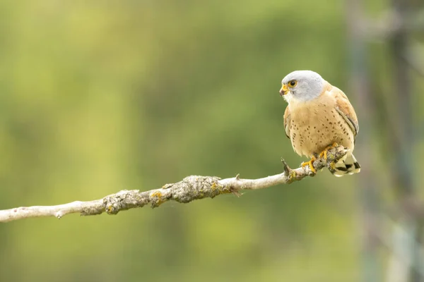 Male Lesser Kestrel Brring Different Food Insects Mice Voles Baby — Stock Photo, Image