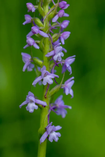 Fragrant Orchid Gymnadenia Conopsea Natural Habitat — Stock Photo, Image