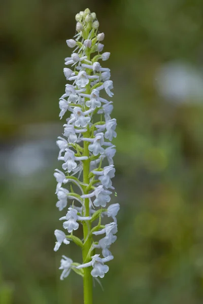 Fragrant Orchid Gymnadenia Conopsea Natural Habitat — Stock Photo, Image