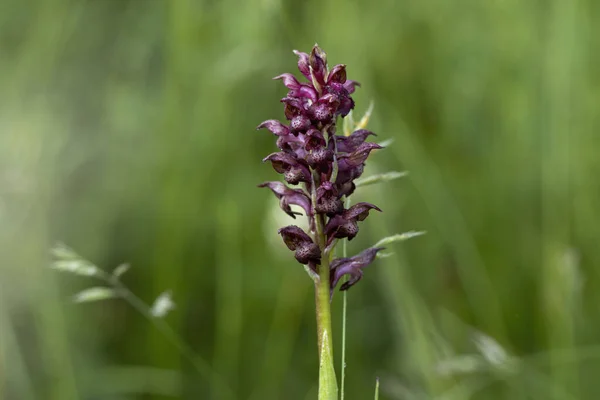 Bug Orchid Orchis Coriophora Natural Habitat — Stock Photo, Image
