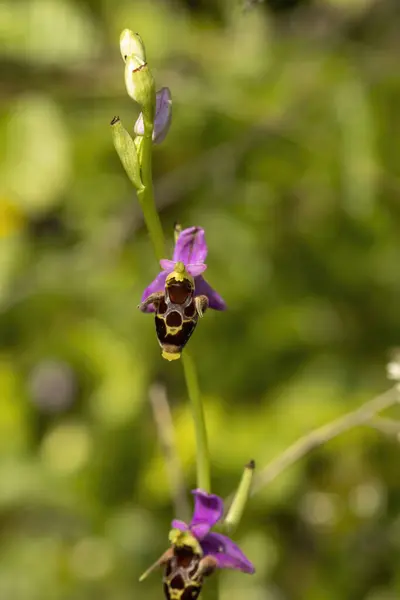 角化木公鸡兰花 Ophrys Cornuta — 图库照片