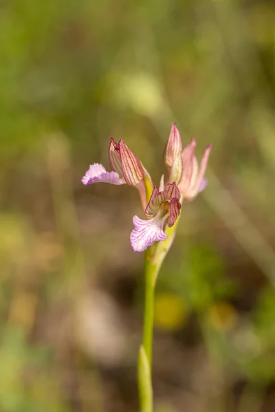 Rosa Fjäril Orkidé Orchis Papilionacea Naturlig Miljö — Stockfoto
