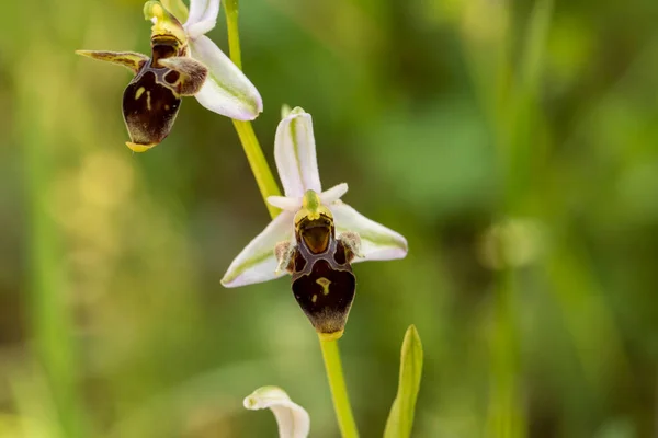 Orchidée Cornes Ophrys Cornuta — Photo