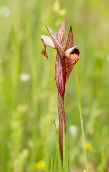 自然栖息地的犁头兰花 Serapias Vomeracea — 图库照片