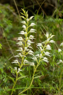 Doğu Kukuletalı Helleborin (Cephalanthera epipactoides)